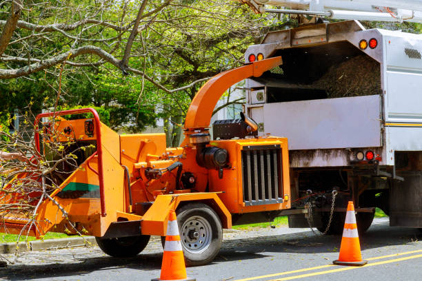 How Our Tree Care Process Works  in Adairsville, GA